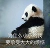 萌宠 熊猫 为什么小小的我要承受大大的烦恼 无奈 呆萌 可爱