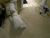 我家 宠物 搞笑 干嘛 萌 gif