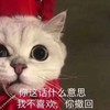 萌宠 猫星人 快撤回 不开心 生气