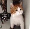 萌宠 猫星人 哼 生气 搞怪 逗