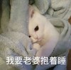 萌宠 猫星人 我要老婆抱着睡 开心 搞怪 呆萌