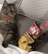 猫咪 喵星人 搞笑 可爱 淘气