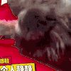 萌宠 猫咪 我想静静 搞笑