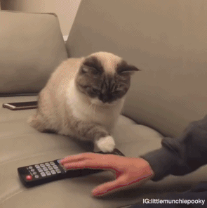 猫咪 沙发 抚摸 遥控器