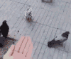 鸽子 崩溃 中指 坑爹 无语 智障