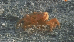 螃蟹 行走 爬 截肢