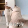 萌宠 猫星人 一巴掌拍死你 凶巴巴 呆萌 可爱