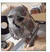猫头鹰之城 Owl+City