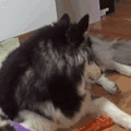 喵星人 可爱 搞笑 猫咪