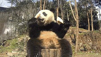 大熊猫 动物 兴奋了 得意忘形