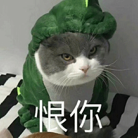 萌宠 猫咪 猫 恨你 生气