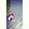 萌宠 晚安 微笑 一副要死了的表情