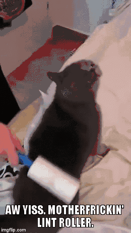 猫咪 滚刷 床单 清理