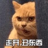 萌宠 喵星人 走开 离我远点 凶巴巴 嫌弃