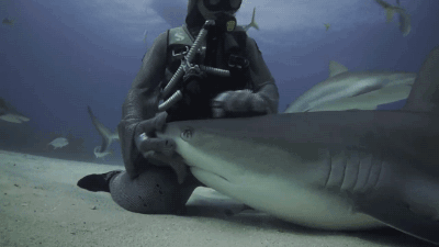 鲨鱼 大海 抚摸 海底