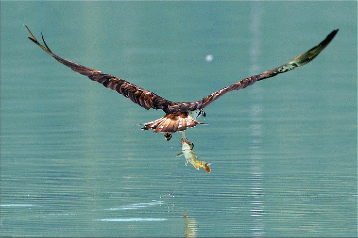 鹰 捕食 鱼 湖水