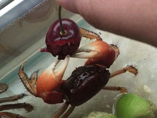螃蟹 可爱 吃东西 大樱桃
