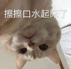 萌宠 猫星人 擦擦口水起来了 开心 呆萌 可爱