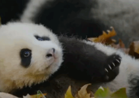 我们诞生在中国 熊猫 翻滚 运动