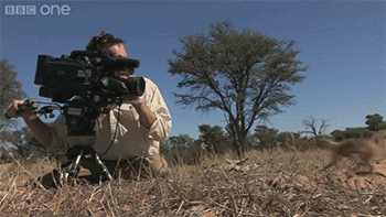 大胆的猫鼬把摄影师当成瞭望台动物   野外   荒原
