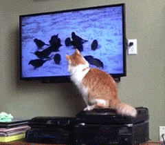 猫咪 看电视 挠一挠 可爱