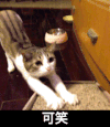 伸懒腰 花猫 爪子 萌萌宠