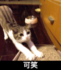伸懒腰 花猫 爪子 萌萌宠