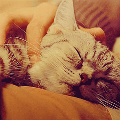 小猫 猫 睡觉 困 凯蒂