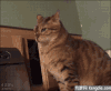 动物 可爱 影视 恐怖 恶搞 搞笑 杯具 游戏 猫猫 玩游戏 电影特效 逗比 动态 恶搞 游戏