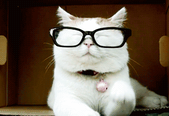 开心就好 可爱 猫咪 萌 戴眼镜的猫