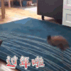萌宠 兔子 过年啦 开心
