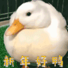 萌宠 鸭子 新年好 开心
