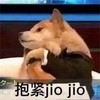 萌宠 汪星人 抱紧jiojio 害怕 呆萌 可爱