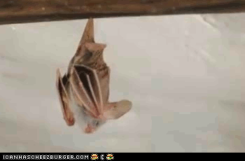 蝙蝠 动物  蝙蝠伸展   抱抱