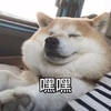 萌宠 汪星人 嘿嘿 傻笑 呆萌 可爱