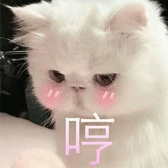猫咪 卖萌 可爱 哼 生气 soogif soogif出品