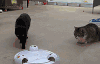 猫咪 可爱 吓一跳 搞笑