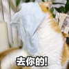萌宠 喵星人 去你的 生气 不开心 暴躁