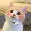 萌宠 猫星人 乖巧 害羞 呆萌 可爱