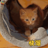 萌宠 猫 快溜 王者荣耀 soogif soogif出品