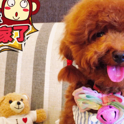 二哈 狗狗 汪星人 萌宠 可爱