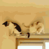 猫 喵星人 萌 可爱 宠物