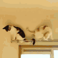 猫 喵星人 萌 可爱 宠物