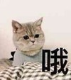 萌宠 喵星人 哦 好吧 呆萌 可爱
