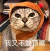 萌宠 猫星人 我又不敢顶嘴 难受 呆萌 可爱