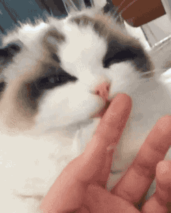 猫咪 萌宠 手指 舔舔