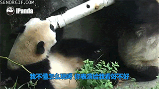 熊猫 搞笑 二货 管子