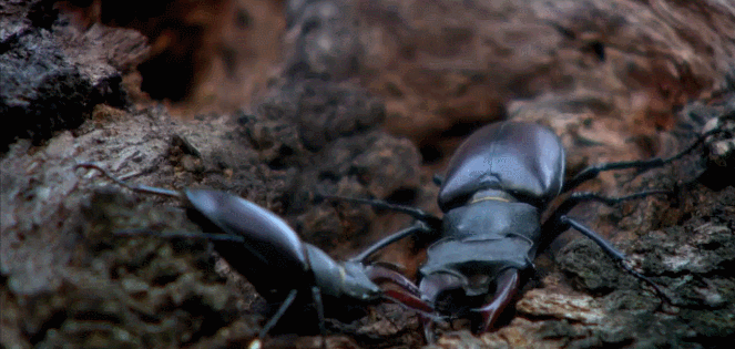 昆虫 神话的森林 纪录片 角鹿虫