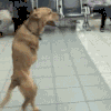 搞笑 gif