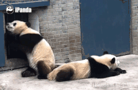 肉垫 熊猫 摔倒 蓝色门